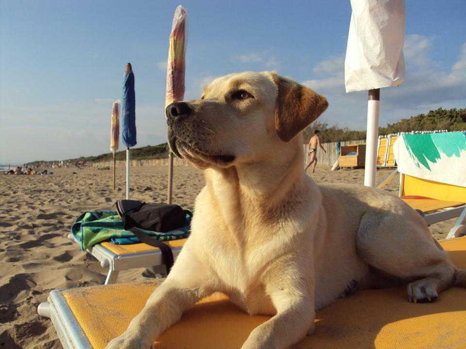 Dolce Vita Campiglia Marittima Exteriör bild